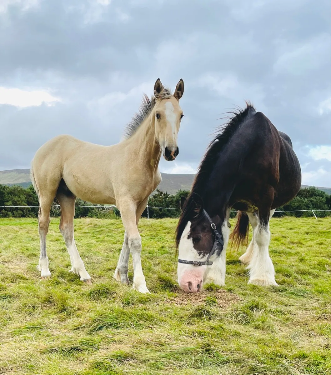 🔥🔥Two Exceptional Colt Foals🔥🔥 - Image 2