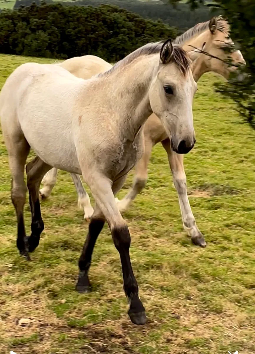 🔥🔥Two Exceptional Colt Foals🔥🔥 - Image 3