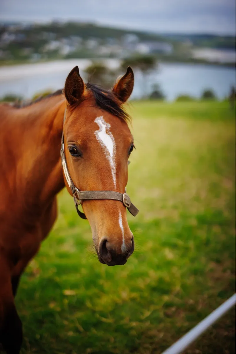 2 Year Old Jumping Filly - Image 1