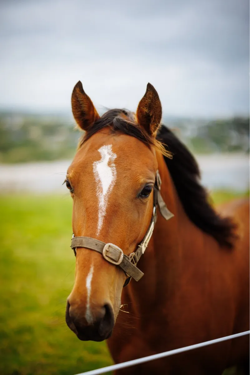 2 Year Old Jumping Filly - Image 2