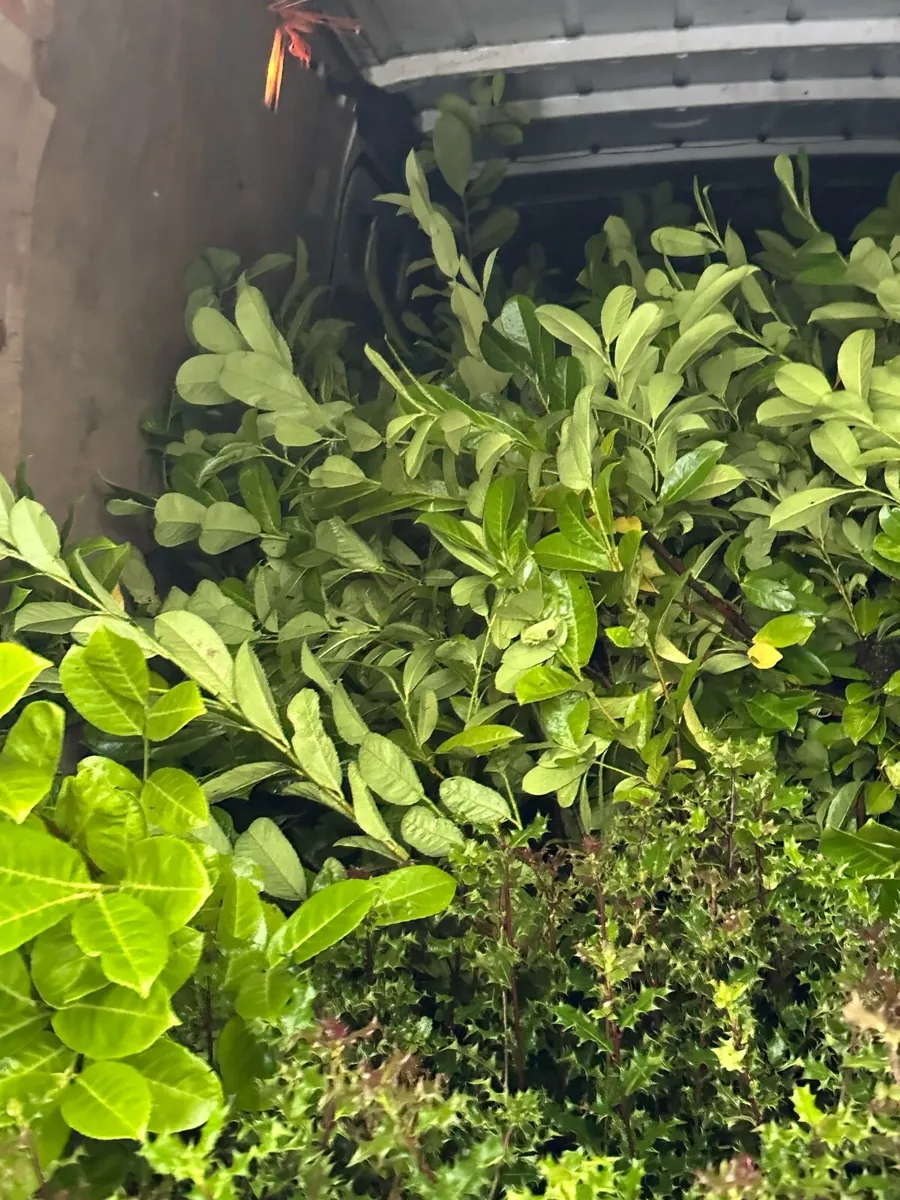 Bushy laurel hedging  2-3ft free delivery 🚚