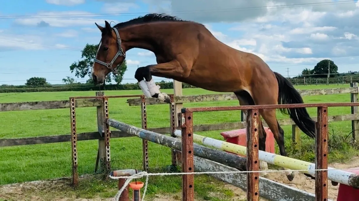 3 y gelding - Image 1