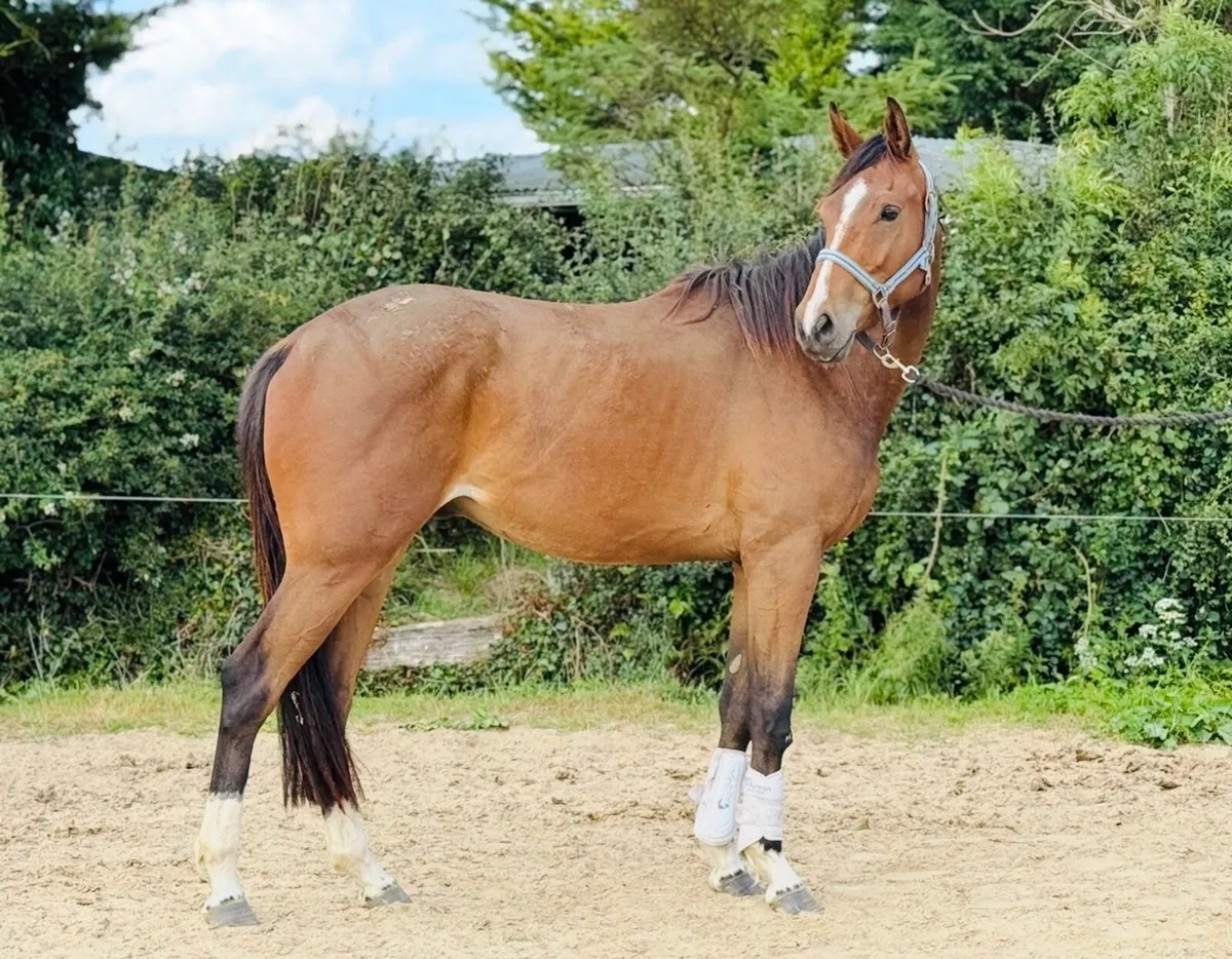 3 y gelding - Image 2