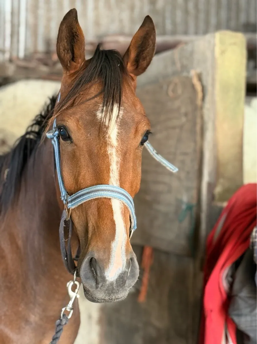 3 y gelding - Image 3