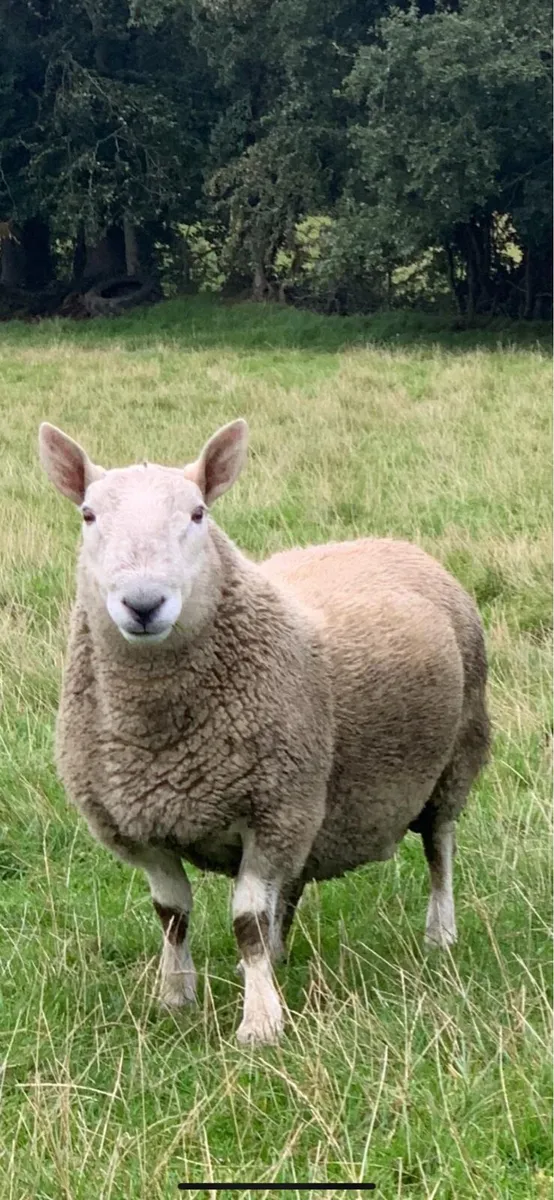 North Country Cheviot Shearling Rams