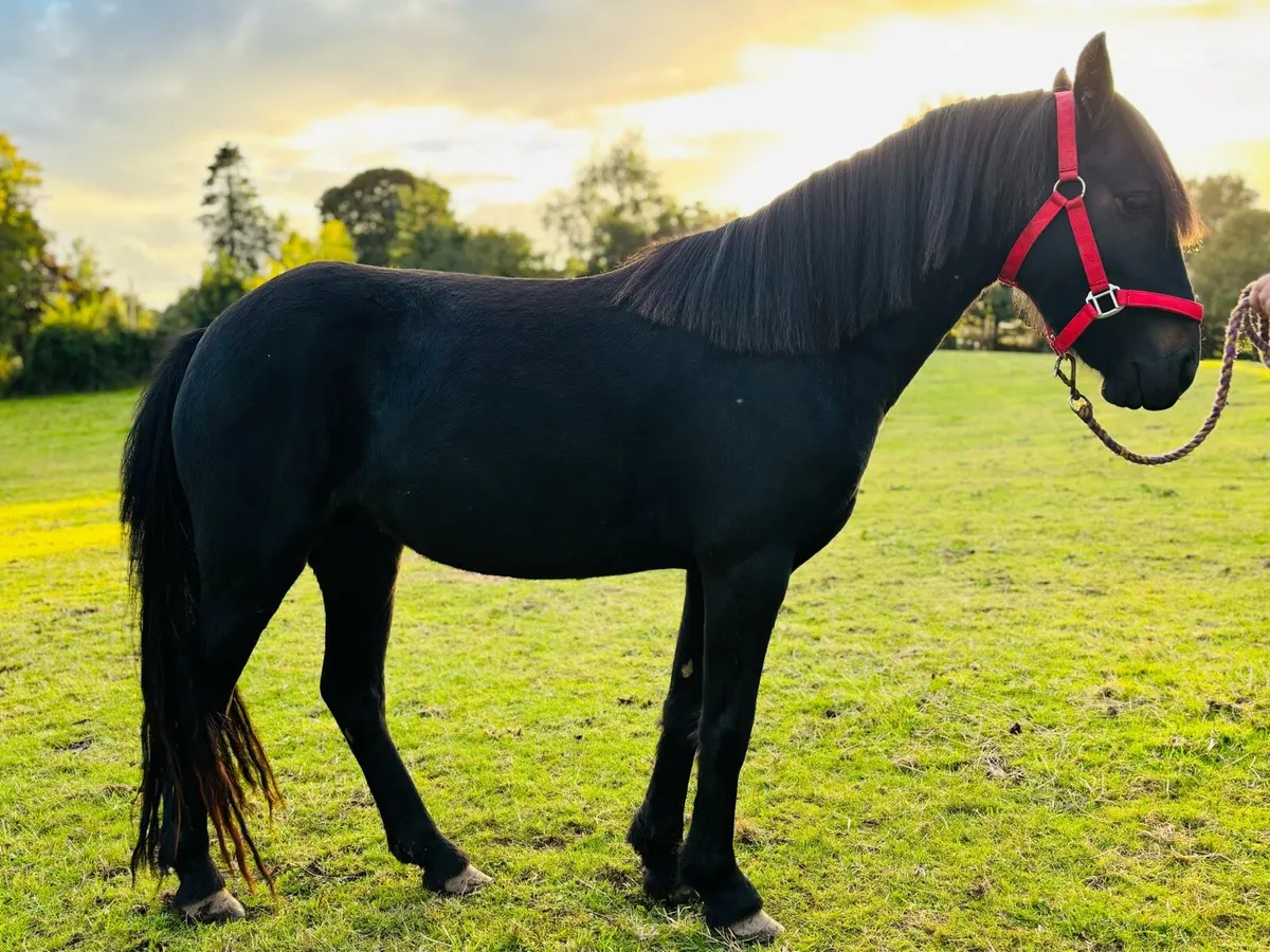 Cob fillies  3 & 1 yr olds 13hh-15hh - Image 2