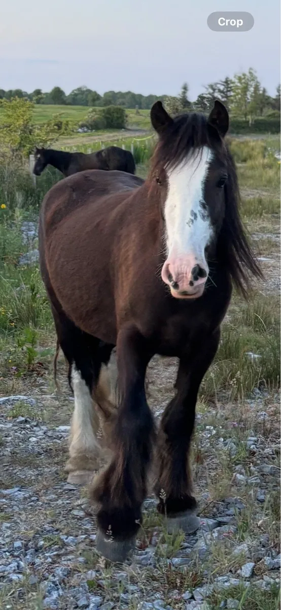 Cob fillies  3 & 1 yr olds 13hh-15hh - Image 3