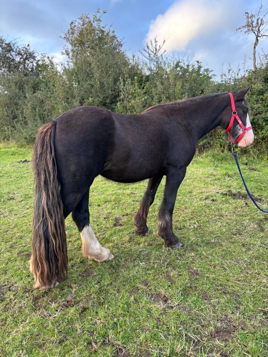 Cob fillies  3 & 1 yr olds 13hh-15hh - Image 4