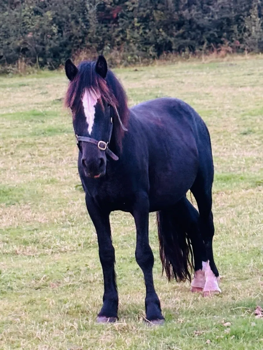 Cobs filly 3yr olds 13hh-14h2 - Image 3