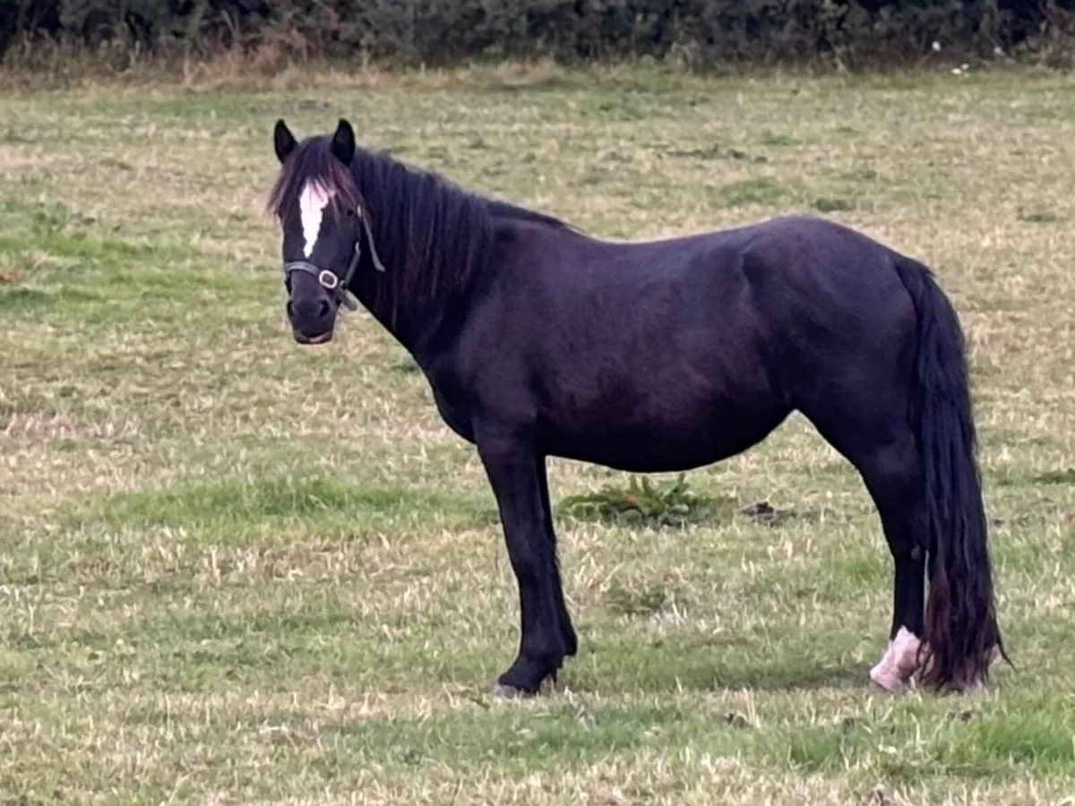 Cobs filly 3yr olds 13hh-14h2 - Image 4