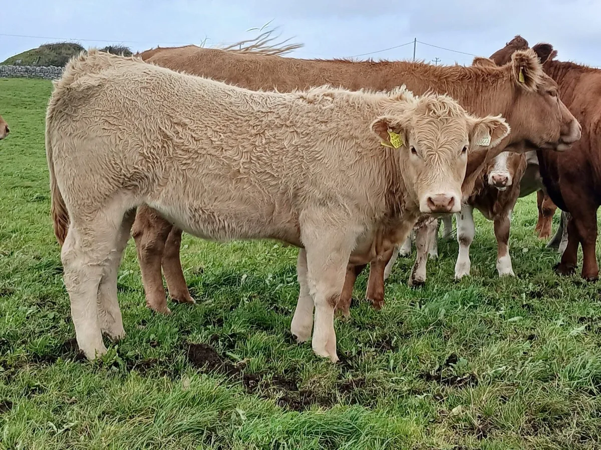 Limestone heifers for sale - Image 1
