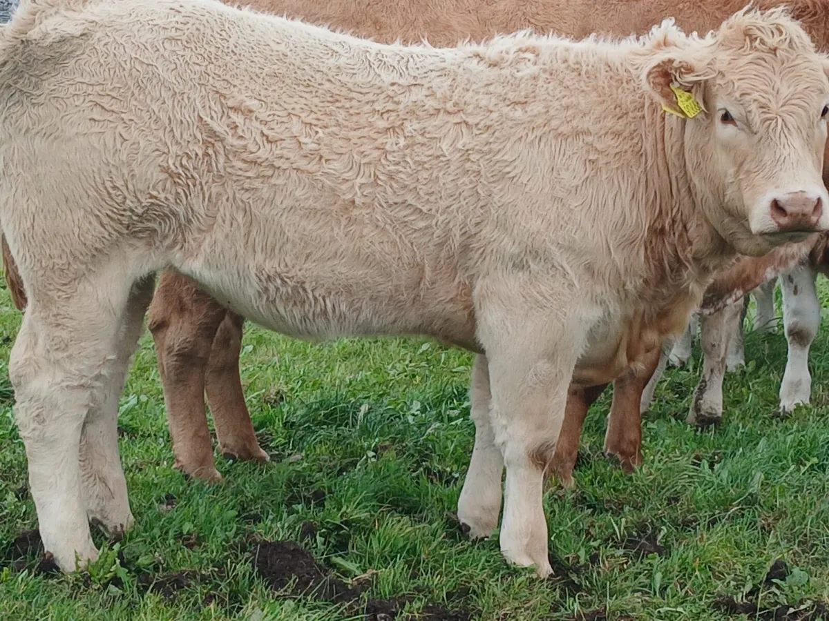 Limestone heifers for sale - Image 2