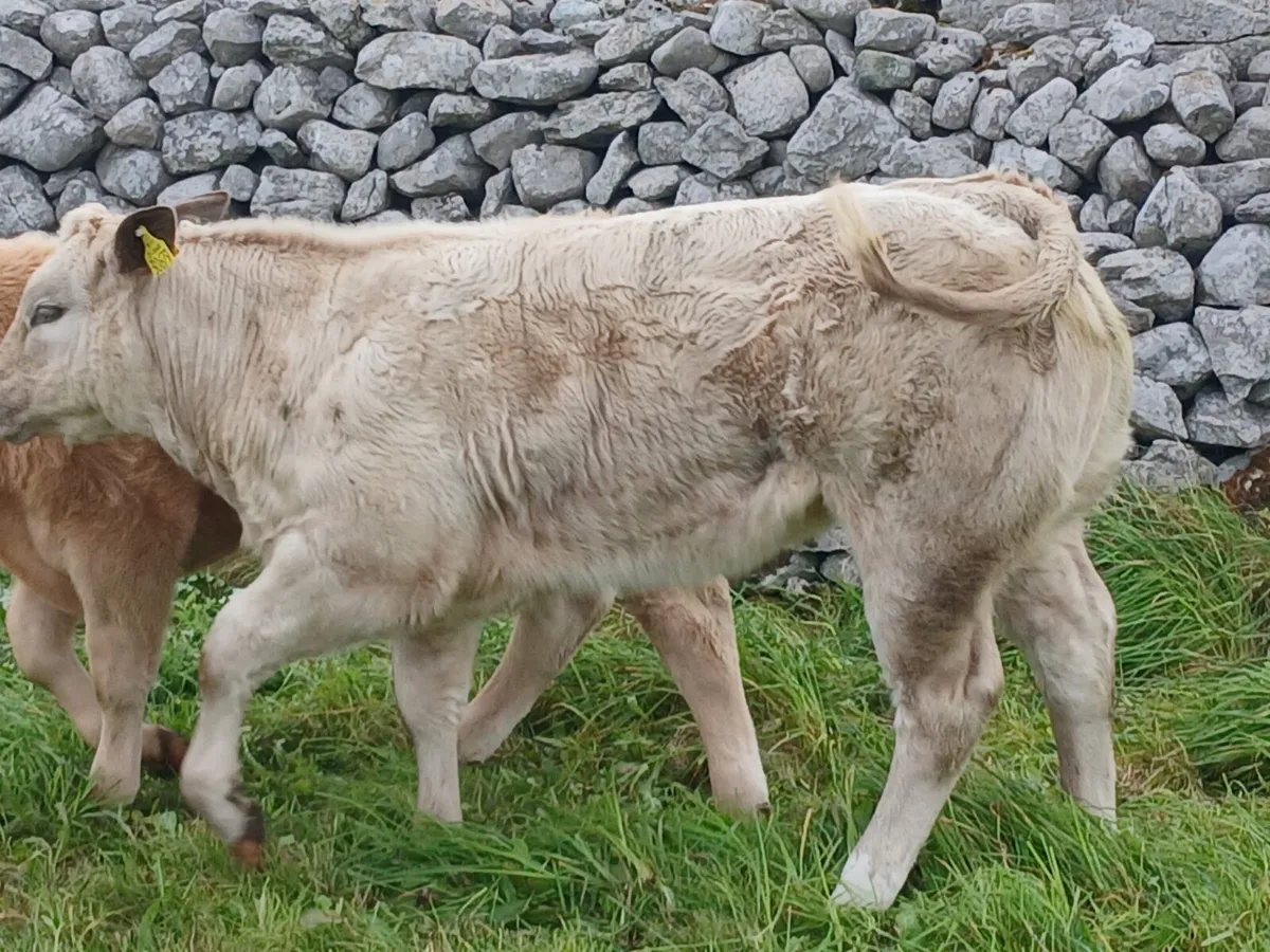 Limestone heifers for sale - Image 3
