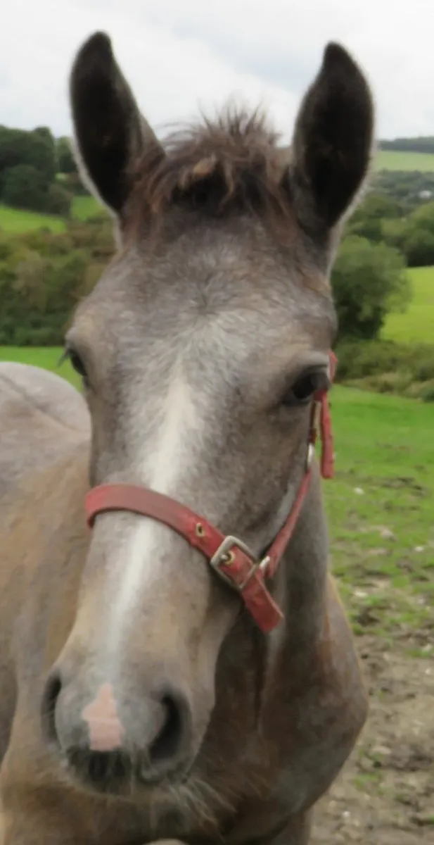 Equine - Image 1