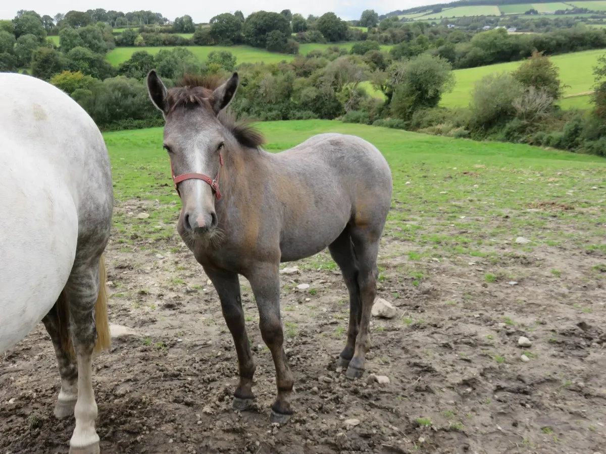 Equine - Image 2