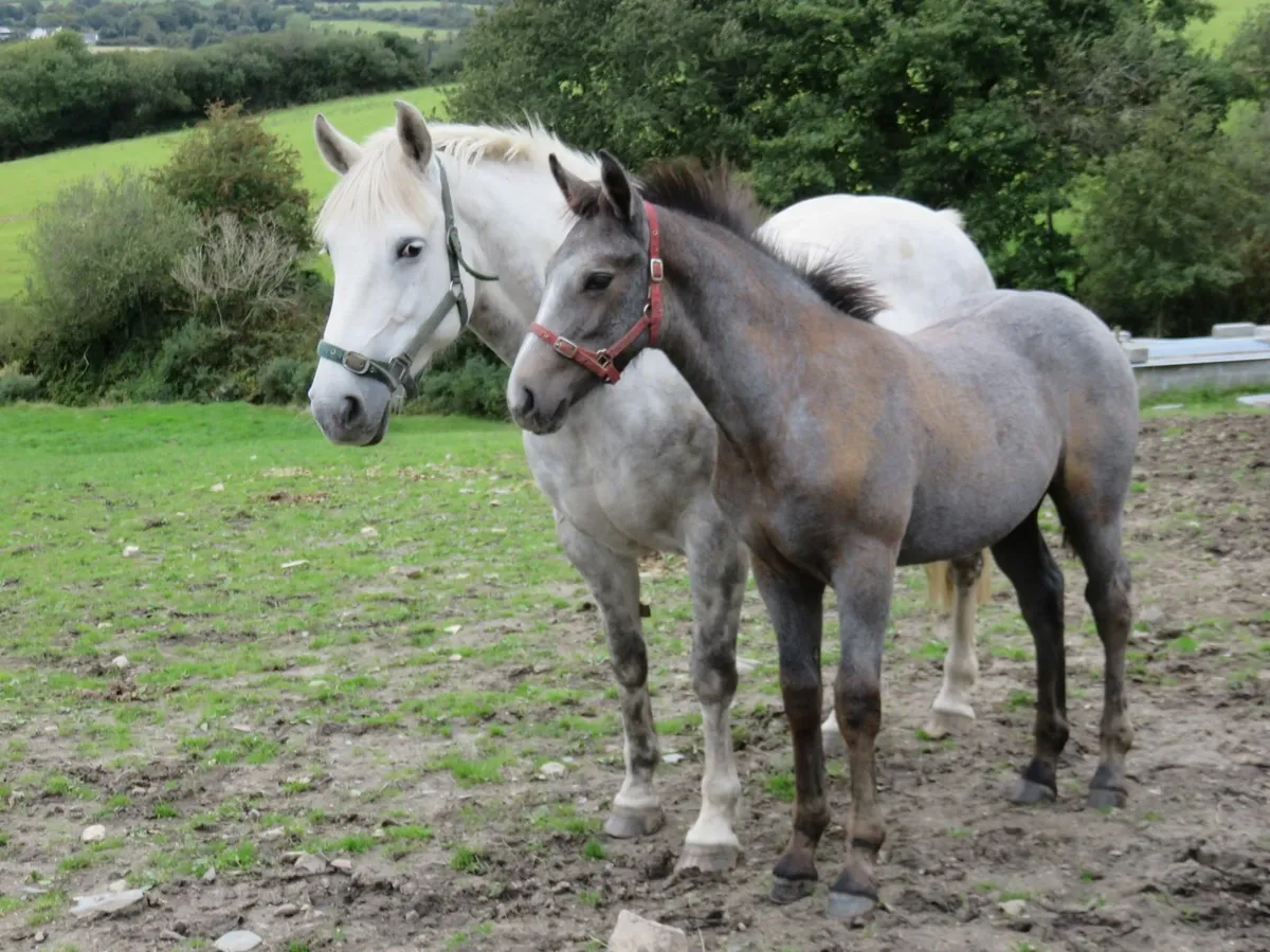 Equine - Image 3