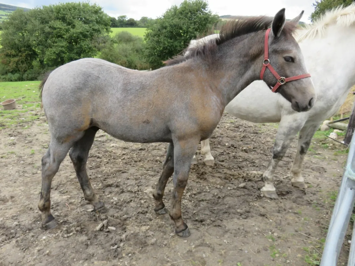 Equine - Image 4