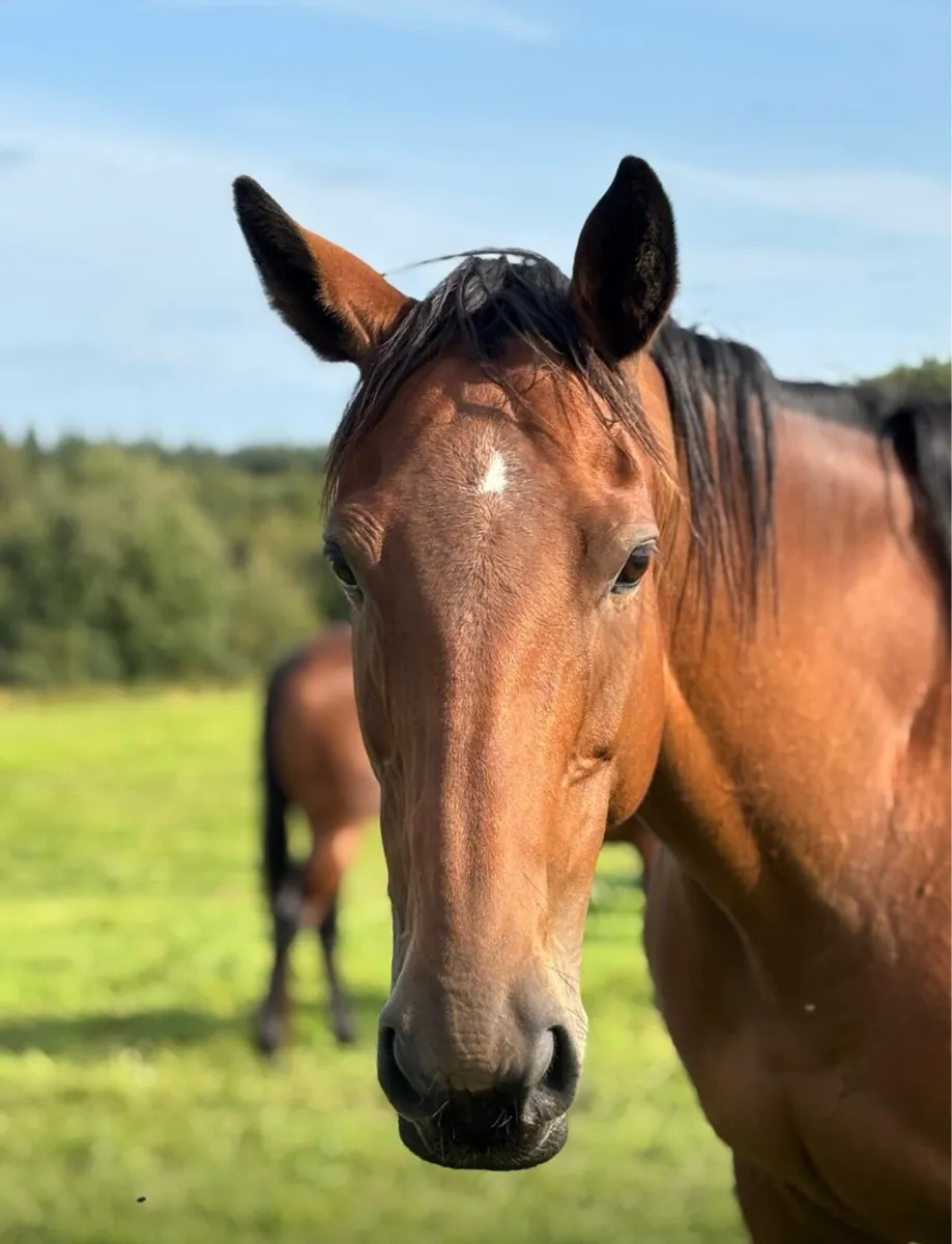 9 y Broodmare - Image 1