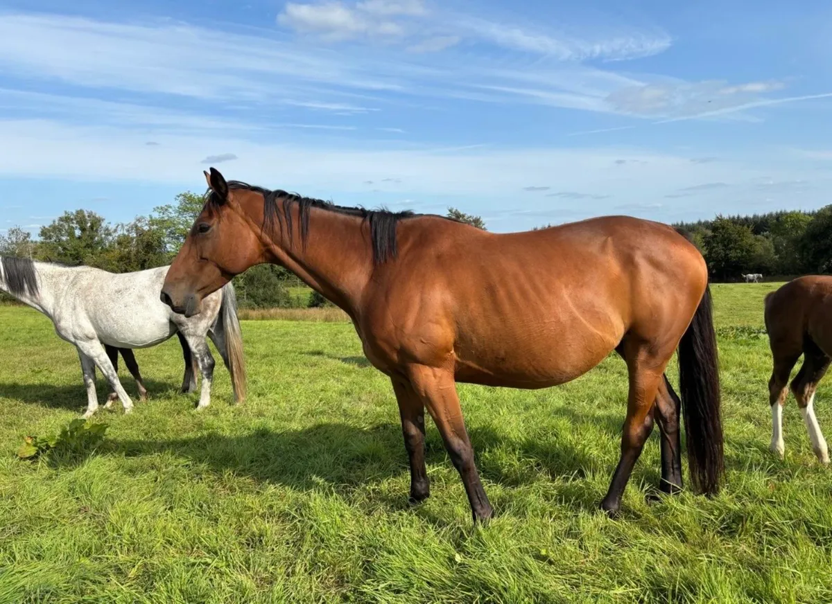 9 y Broodmare - Image 2