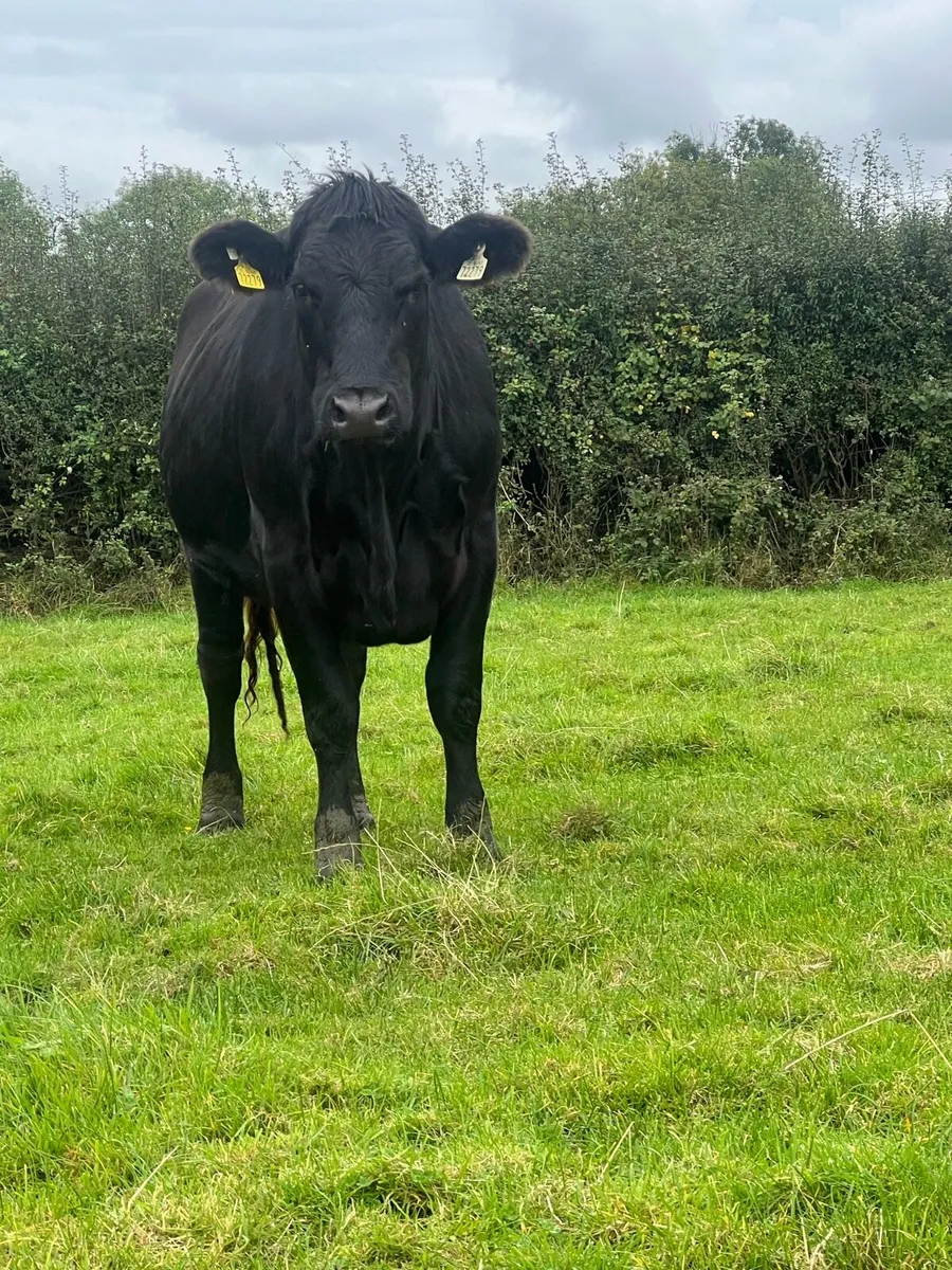 Heavy heifers for sale - Image 2