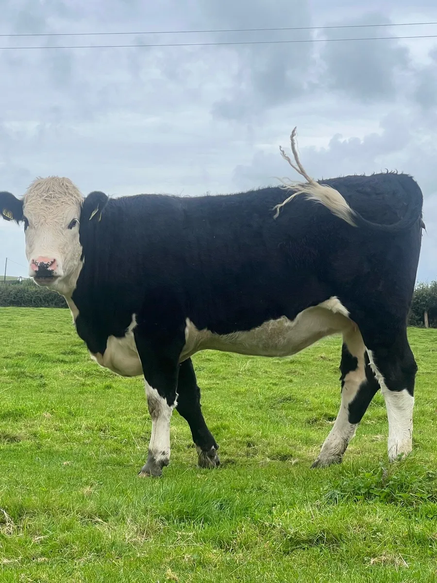 Heavy heifers for sale - Image 3