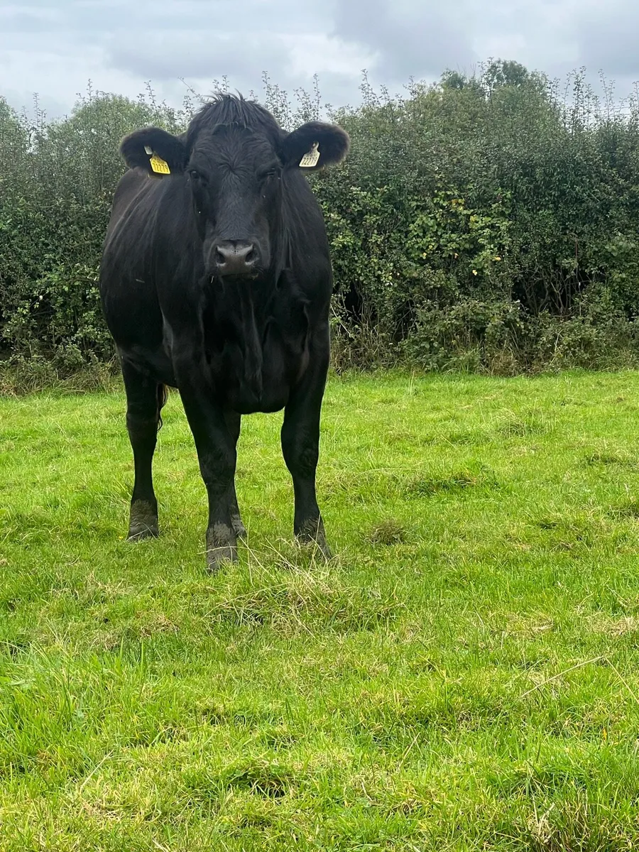Heavy heifers for sale - Image 4
