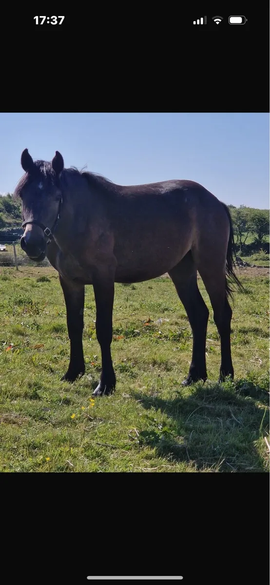 Yearling mare in foal - Image 1