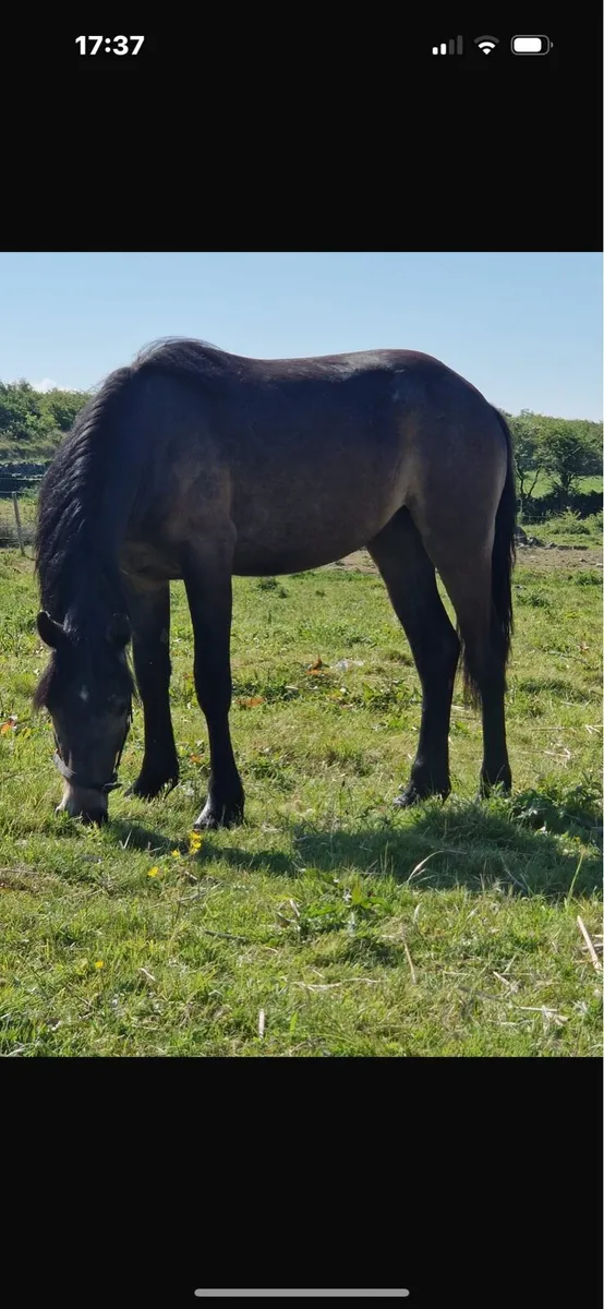 Yearling mare in foal - Image 2