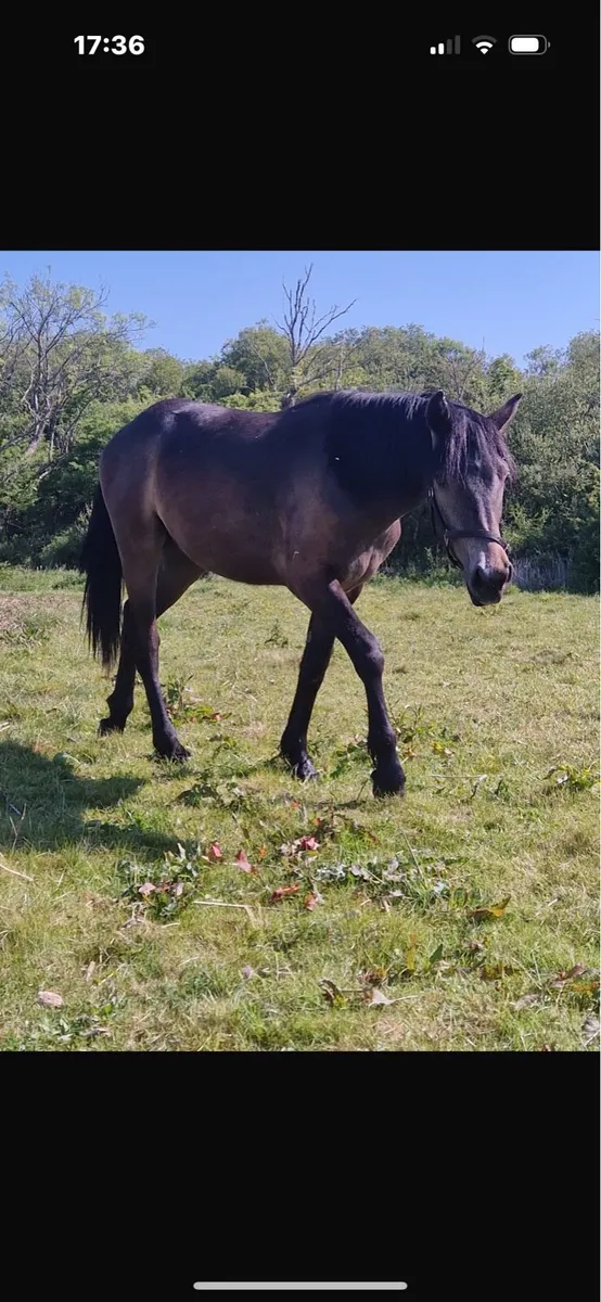 Yearling mare in foal - Image 3