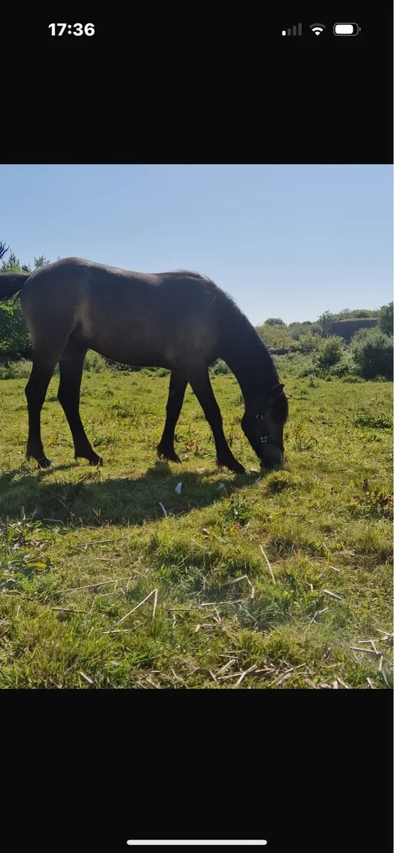 Yearling mare in foal - Image 4