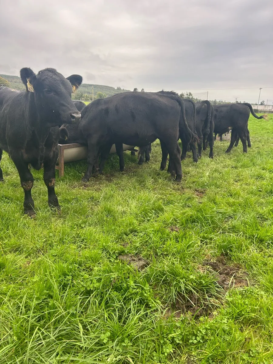 Super Angus bulls - Image 1