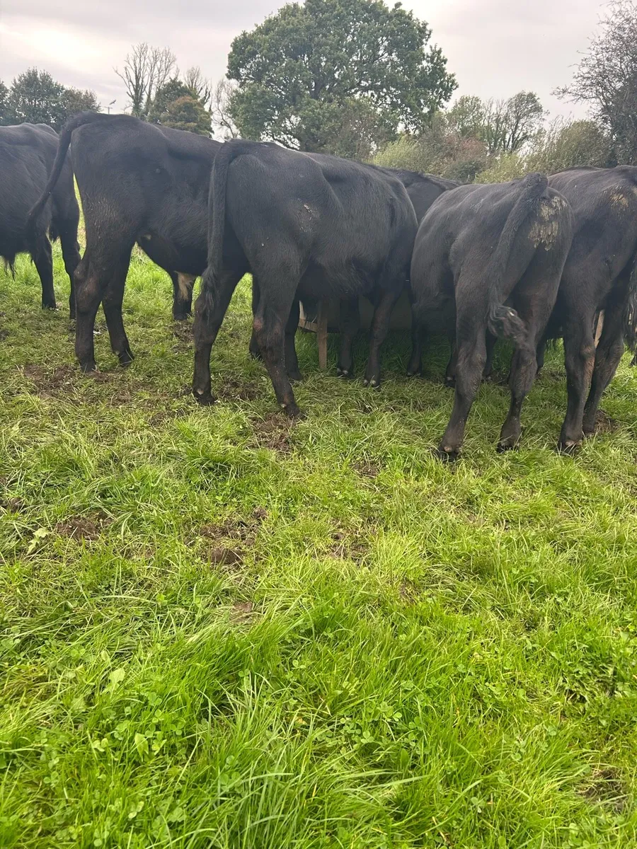 Super Angus bulls - Image 2