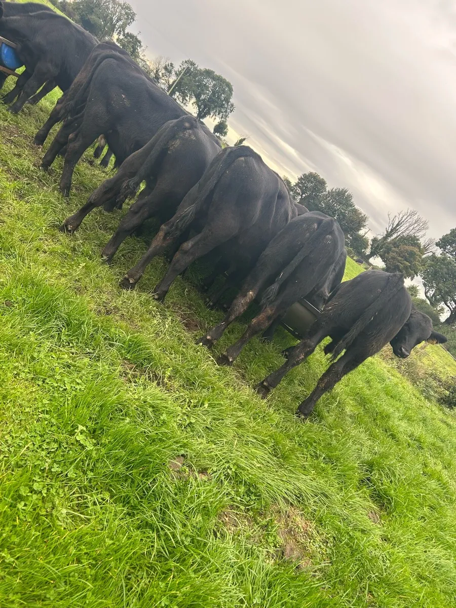 Super Angus bulls - Image 3