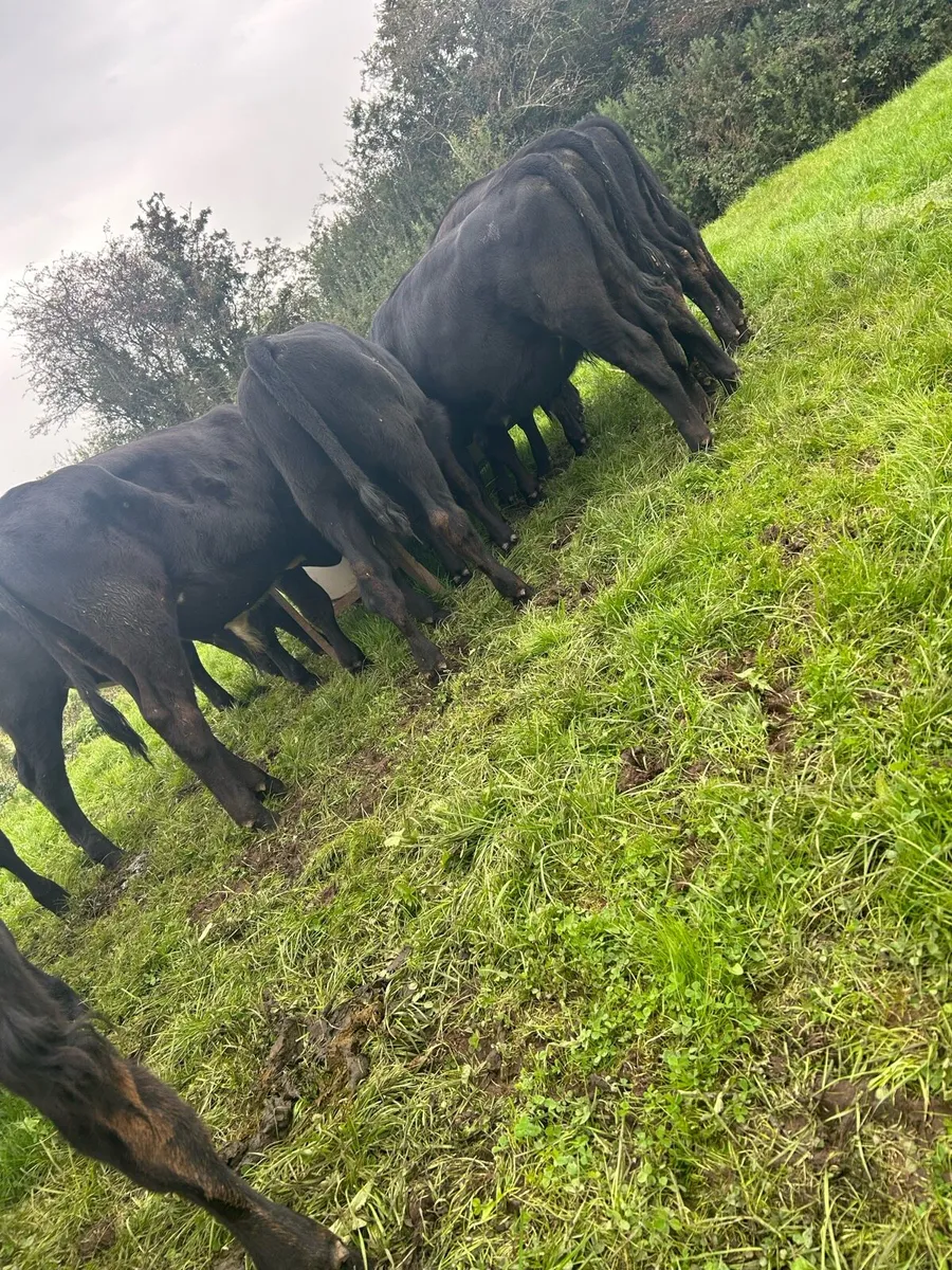 Super Angus bulls - Image 4