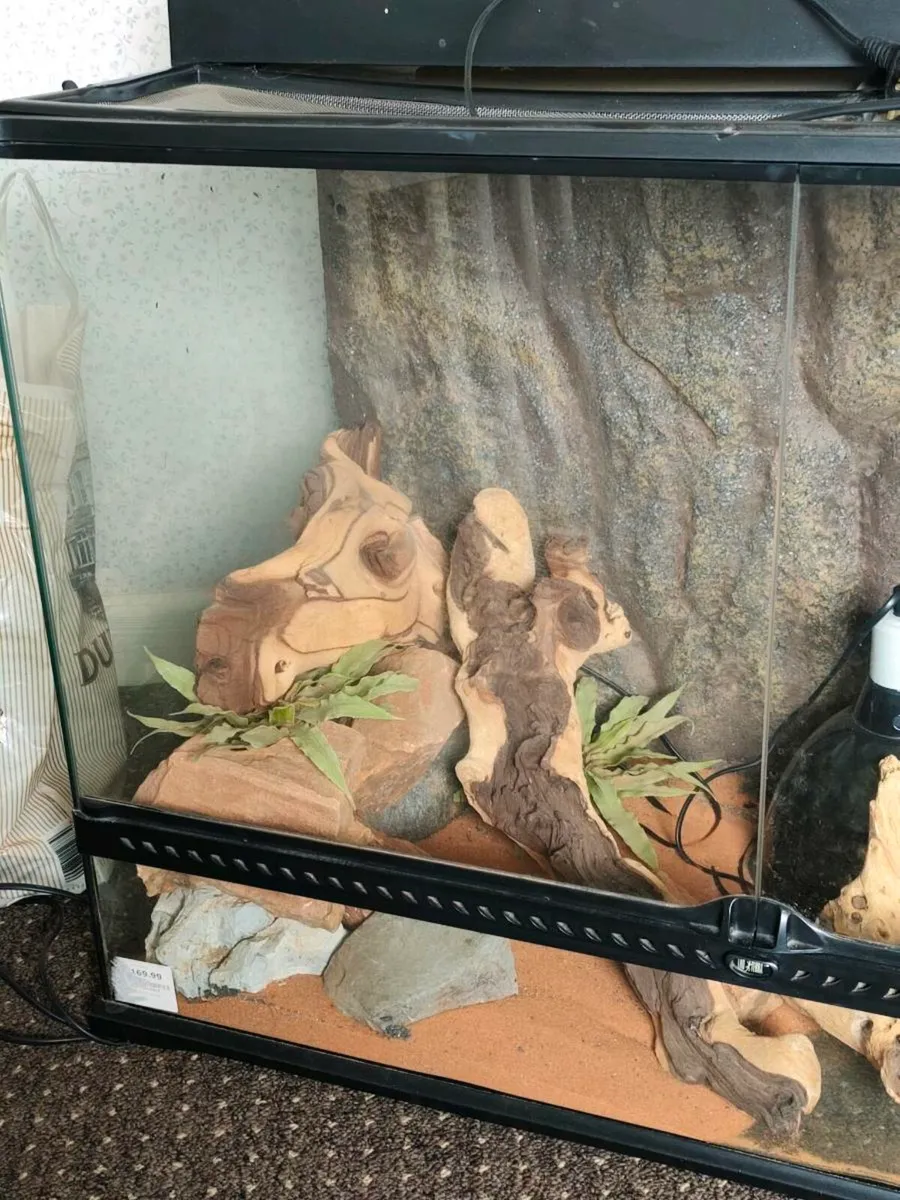 Reptiles glass tanks there is 2 of them sell toget - Image 2