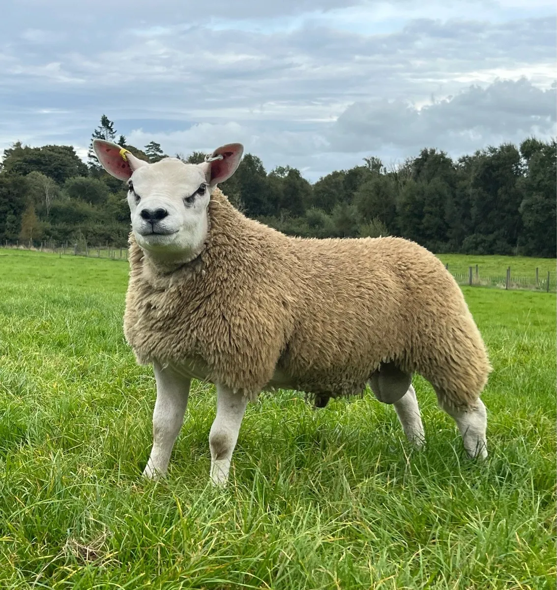 Texel Pedigree Ram Lamb - Image 1