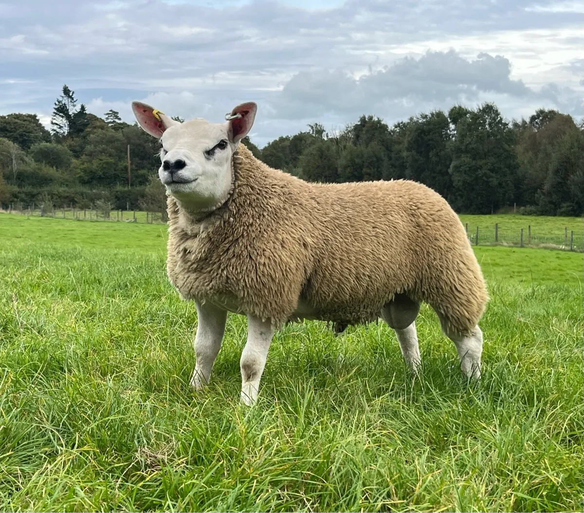 Texel Pedigree Ram Lamb - Image 2