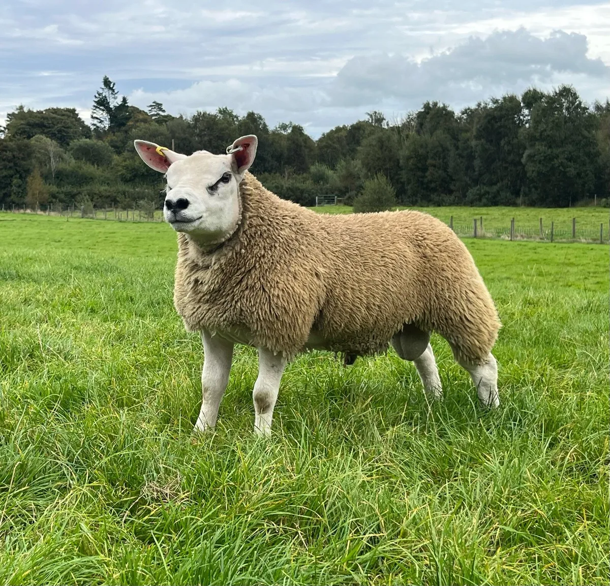 Texel Pedigree Ram Lamb - Image 3