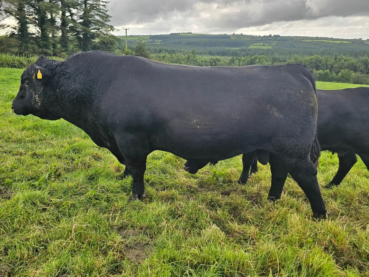 Aberdeen Angus bull