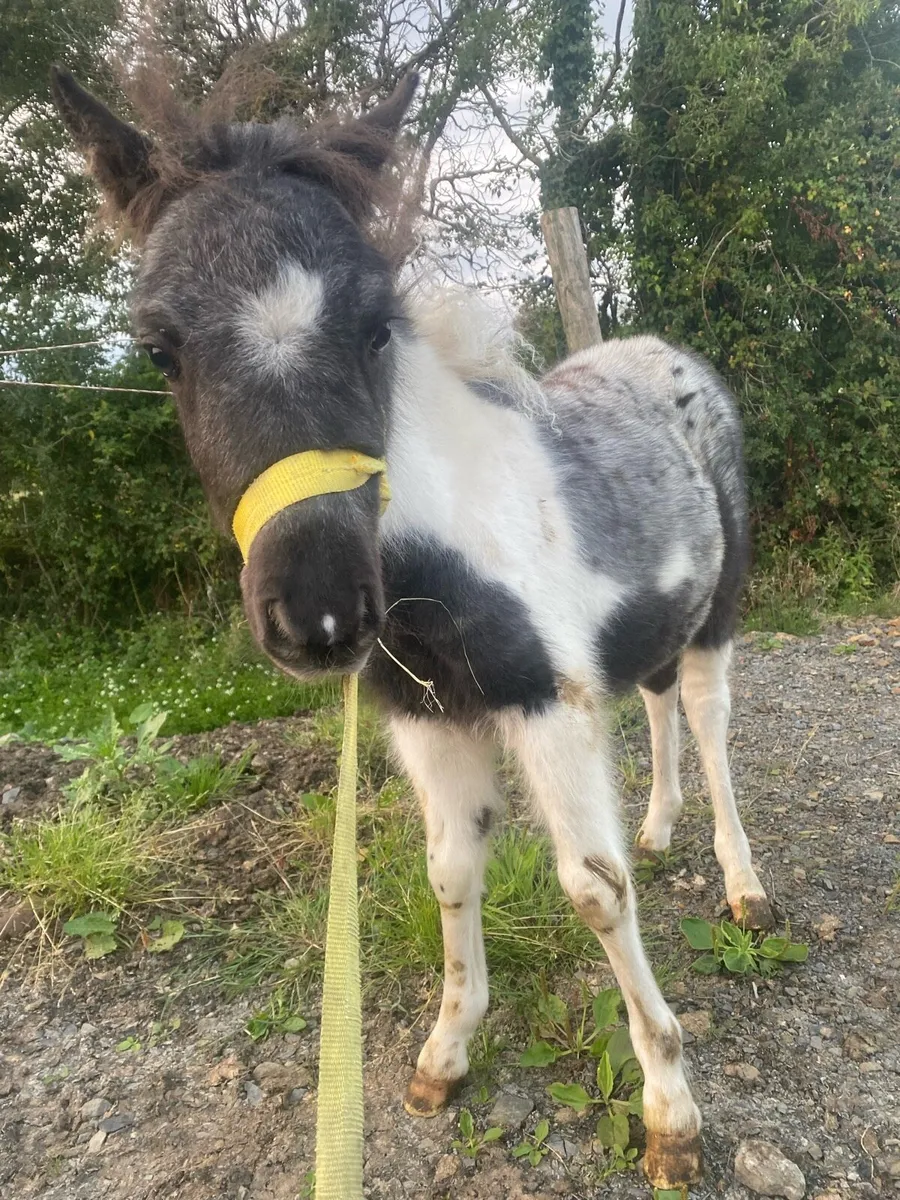 Falabella foals - Image 1