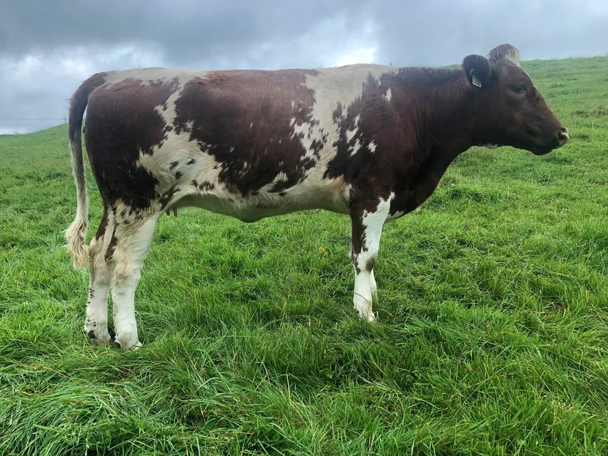Special incalf suckler sale Macroom Mart 25th - Image 1