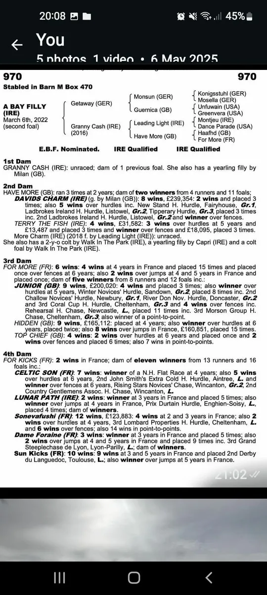 Getaway Filly - Image 3