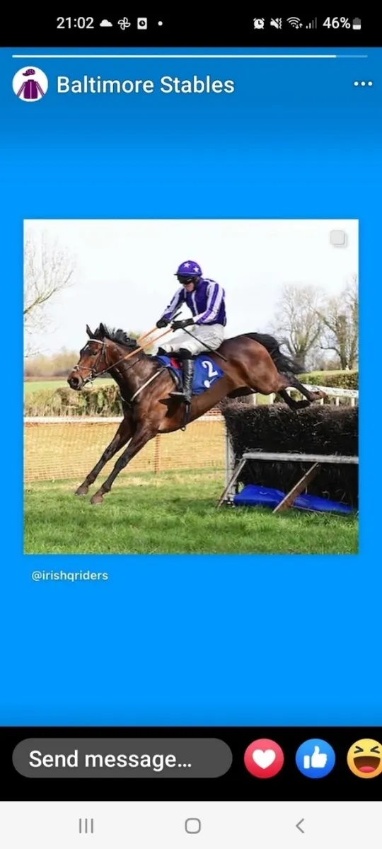 Getaway Filly - Image 4