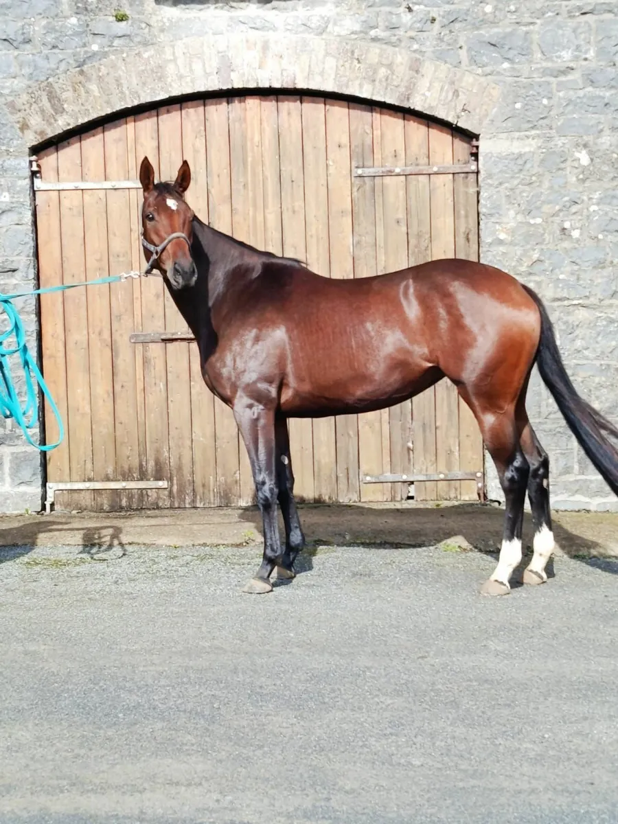 Getaway Filly - Image 2