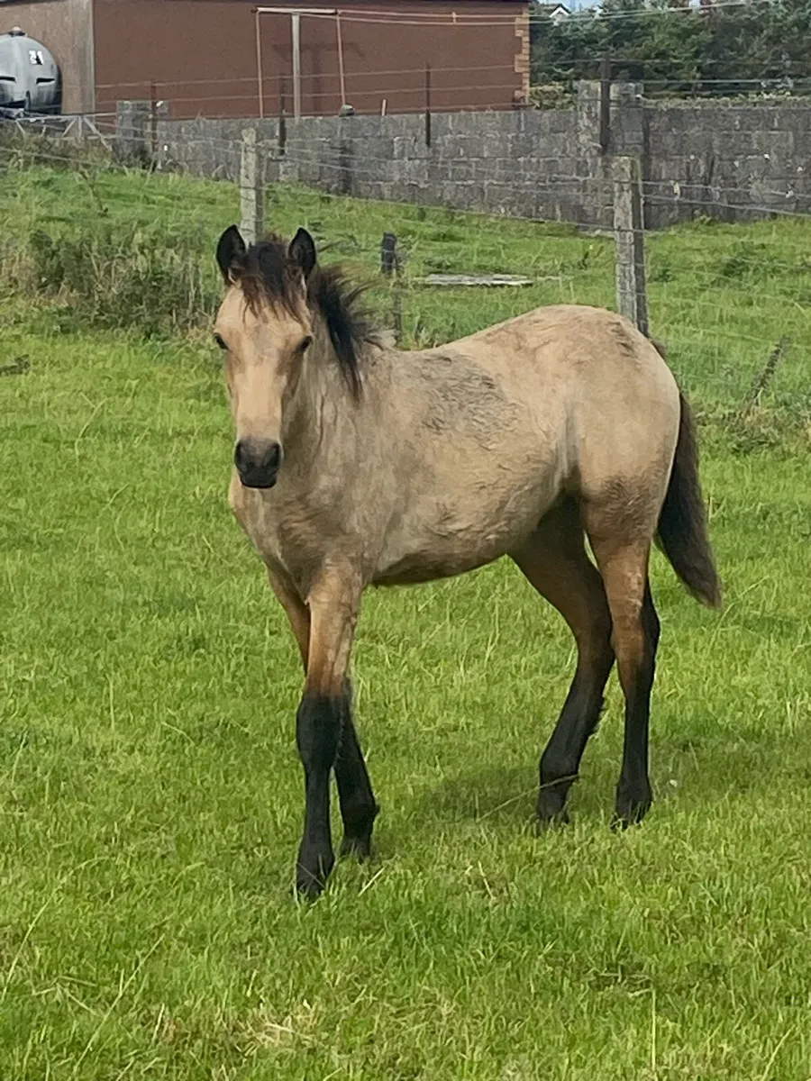 Dun Filly Foal for Sale - Image 1