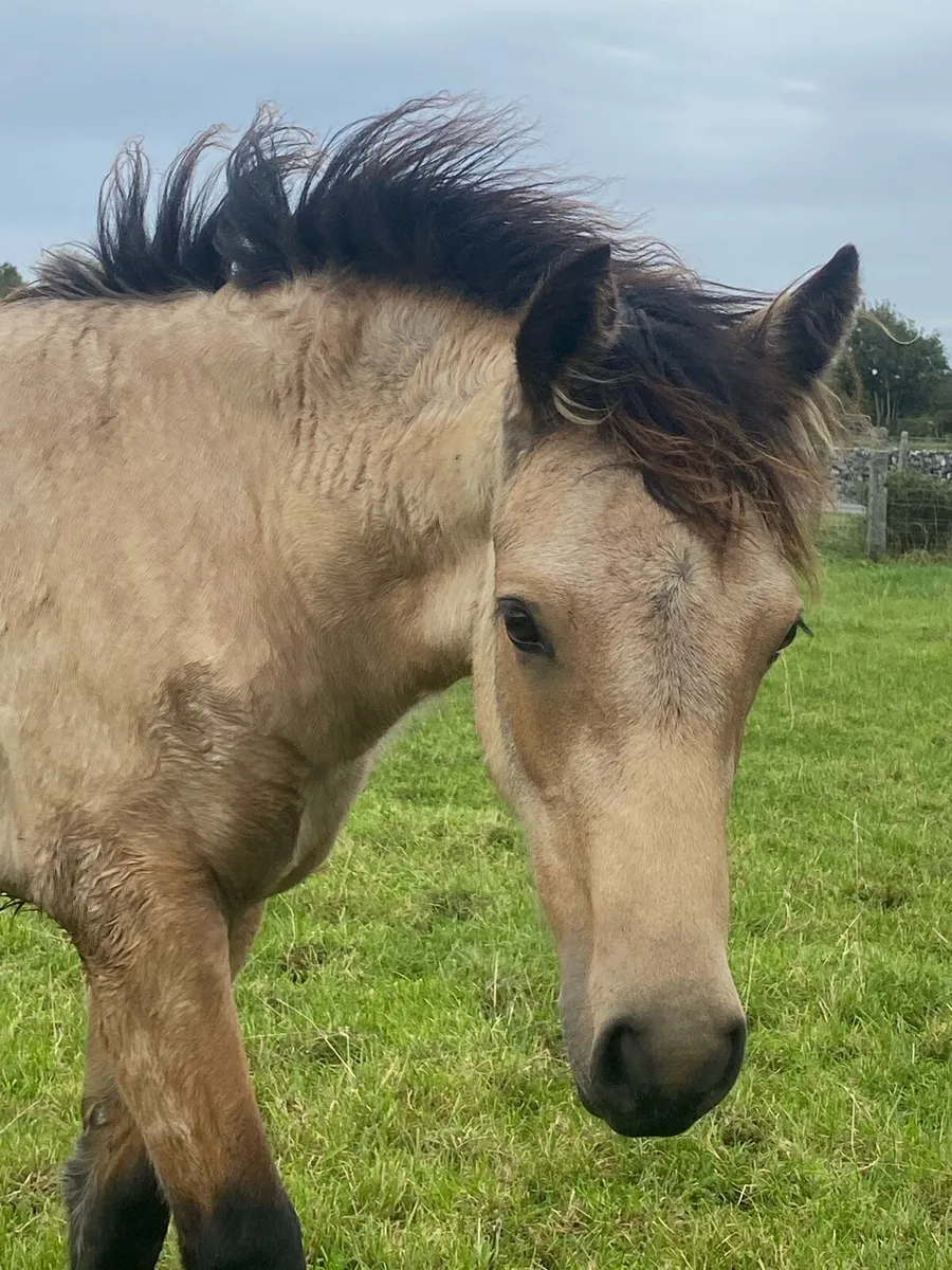 Dun Filly Foal for Sale - Image 2