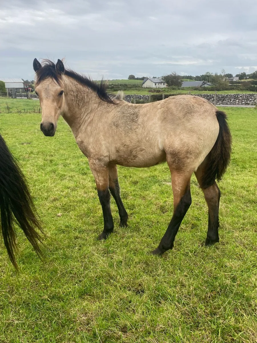Dun Filly Foal for Sale - Image 3