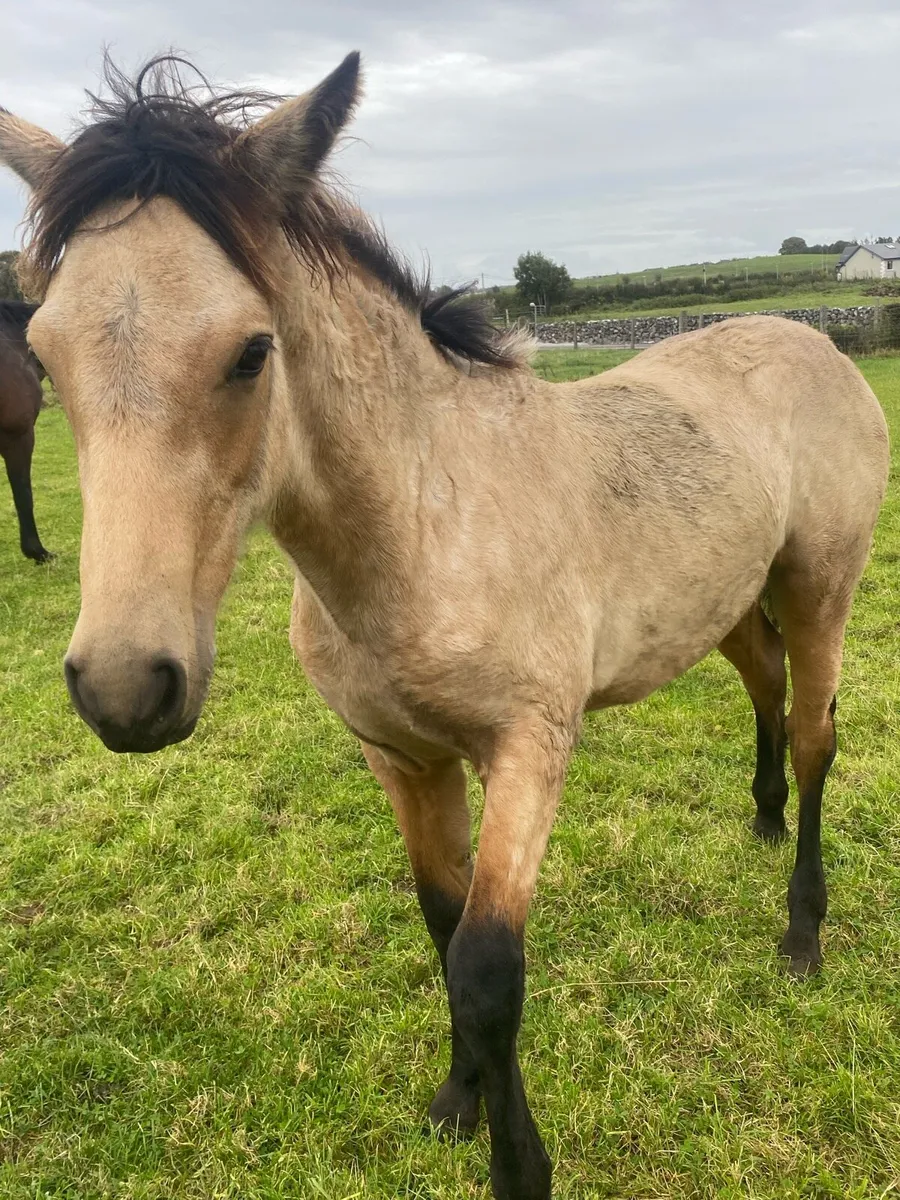 Dun Filly Foal for Sale - Image 4