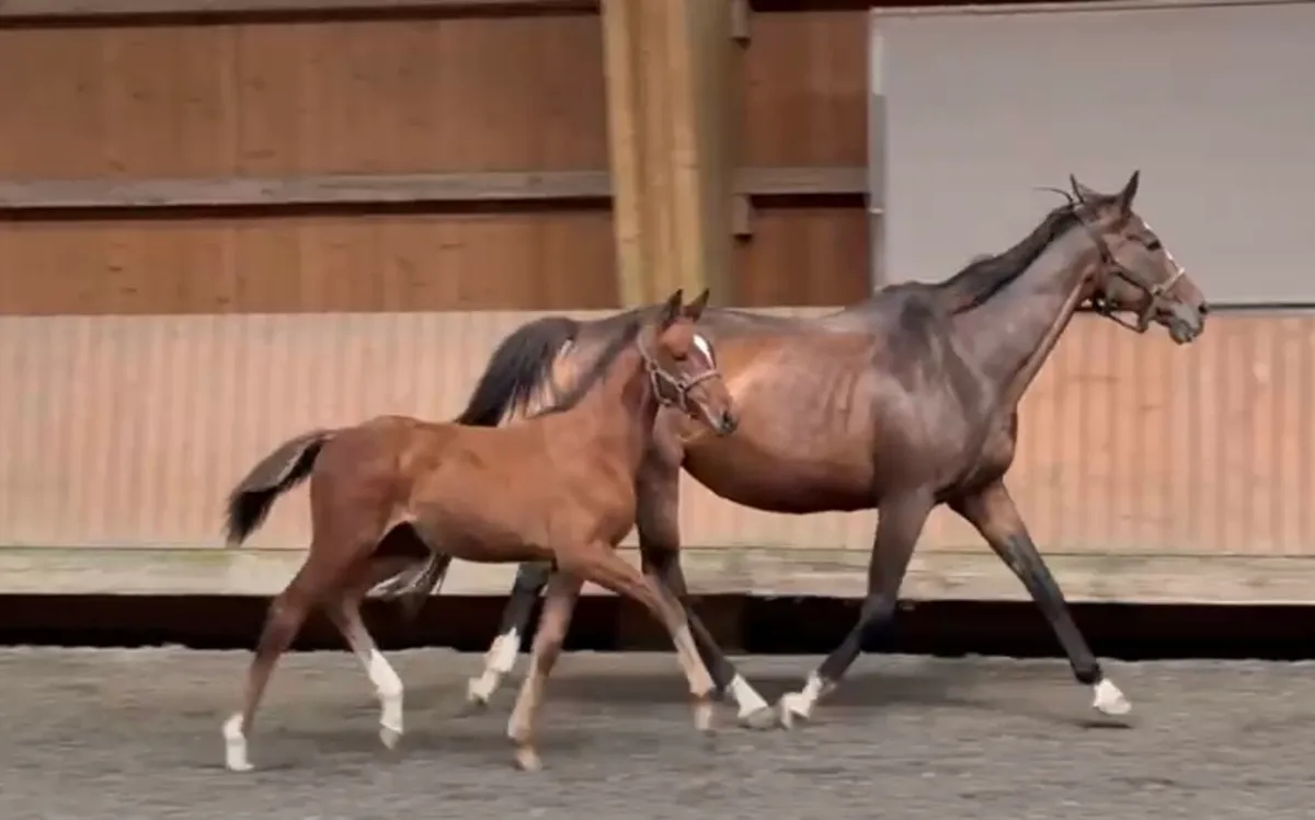 Foal colt born in may - Image 1
