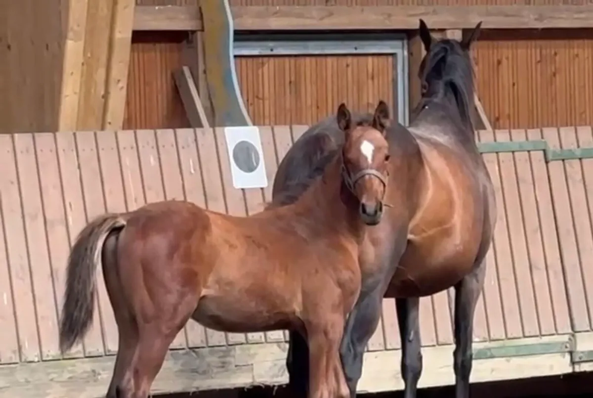 Foal colt born in may - Image 2